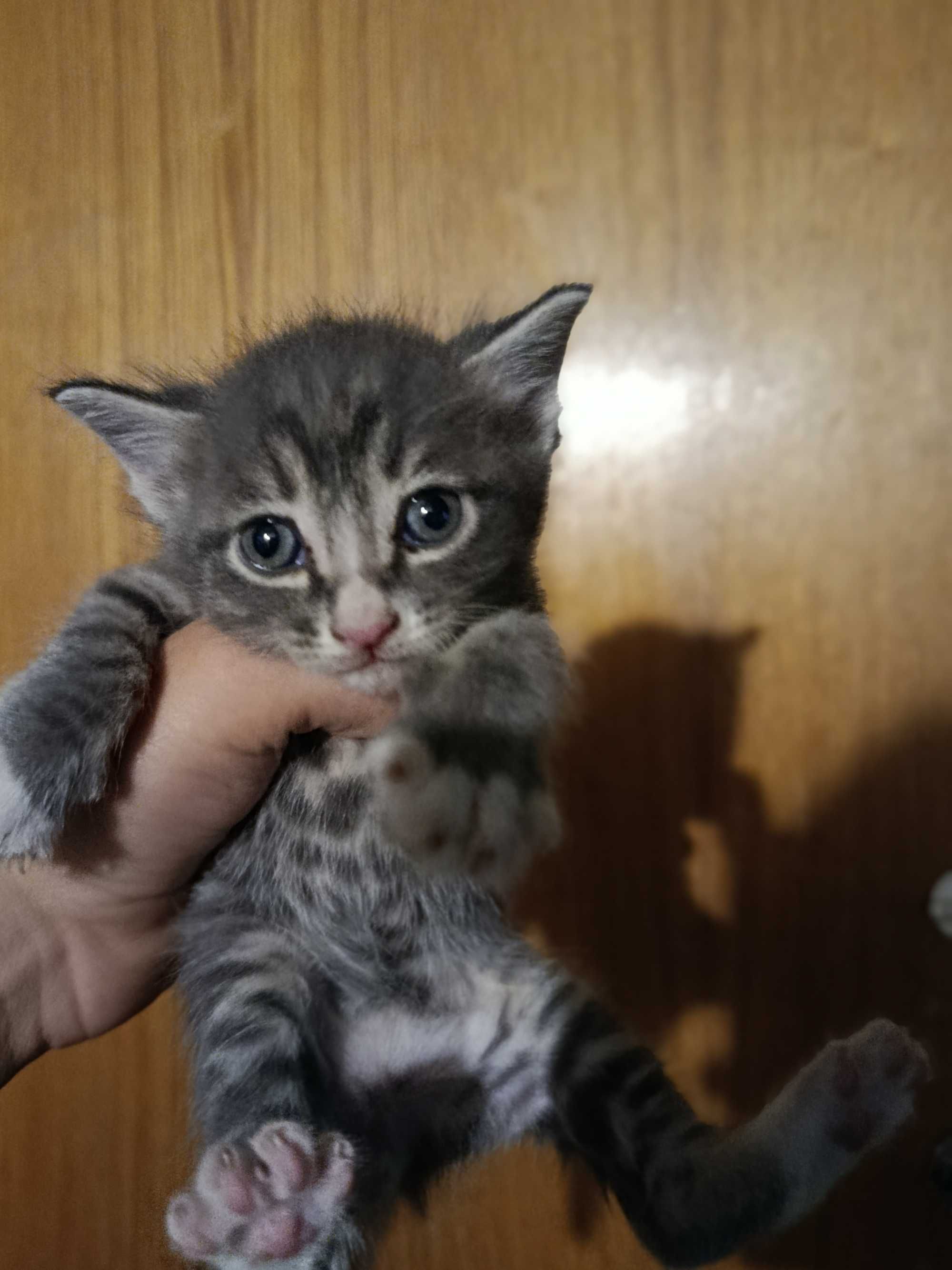 Отдам котят даром в хорошие руки