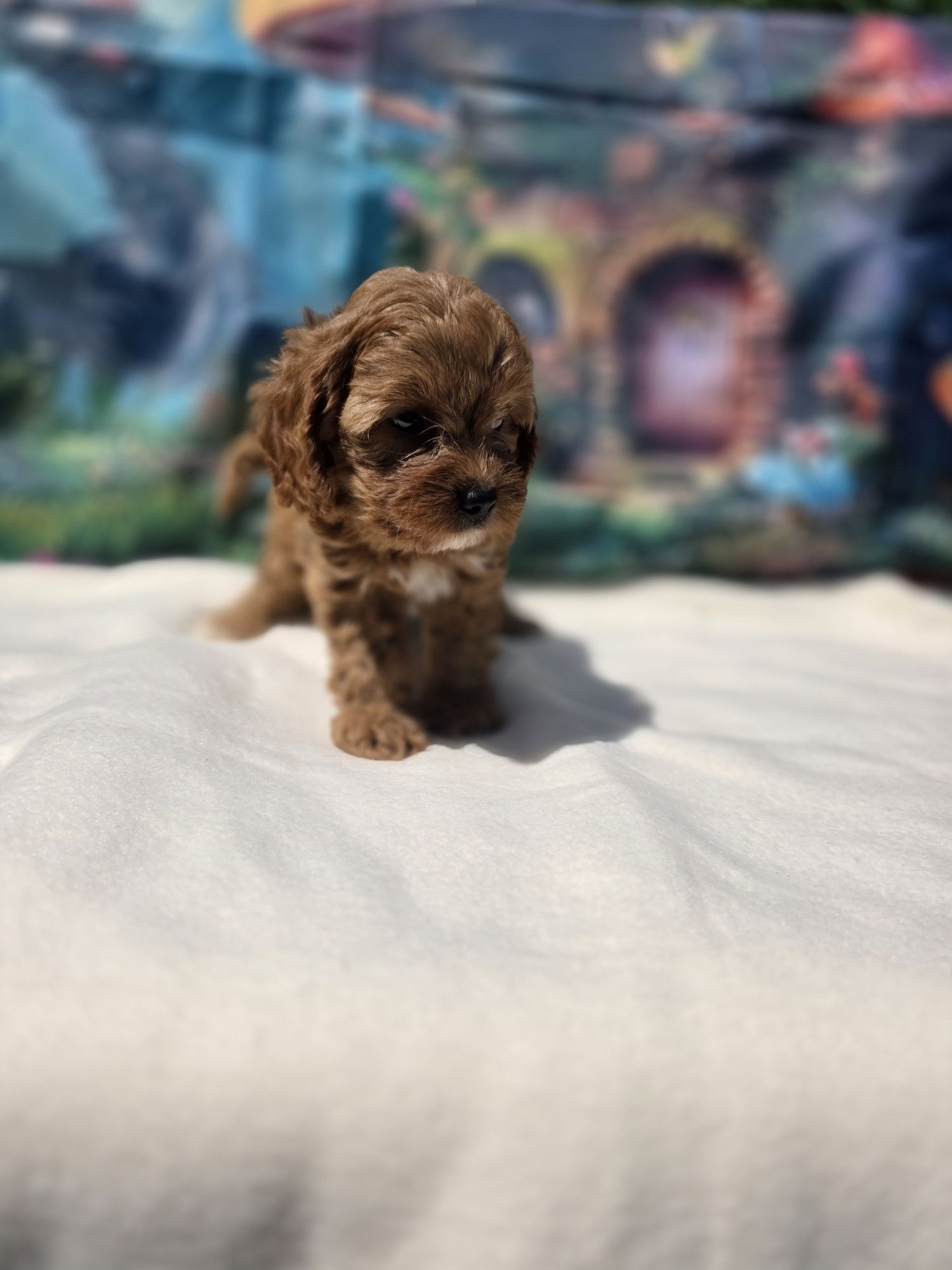 Кавапу/Cavapoo/Toy poodle