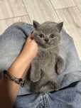 British shorthair