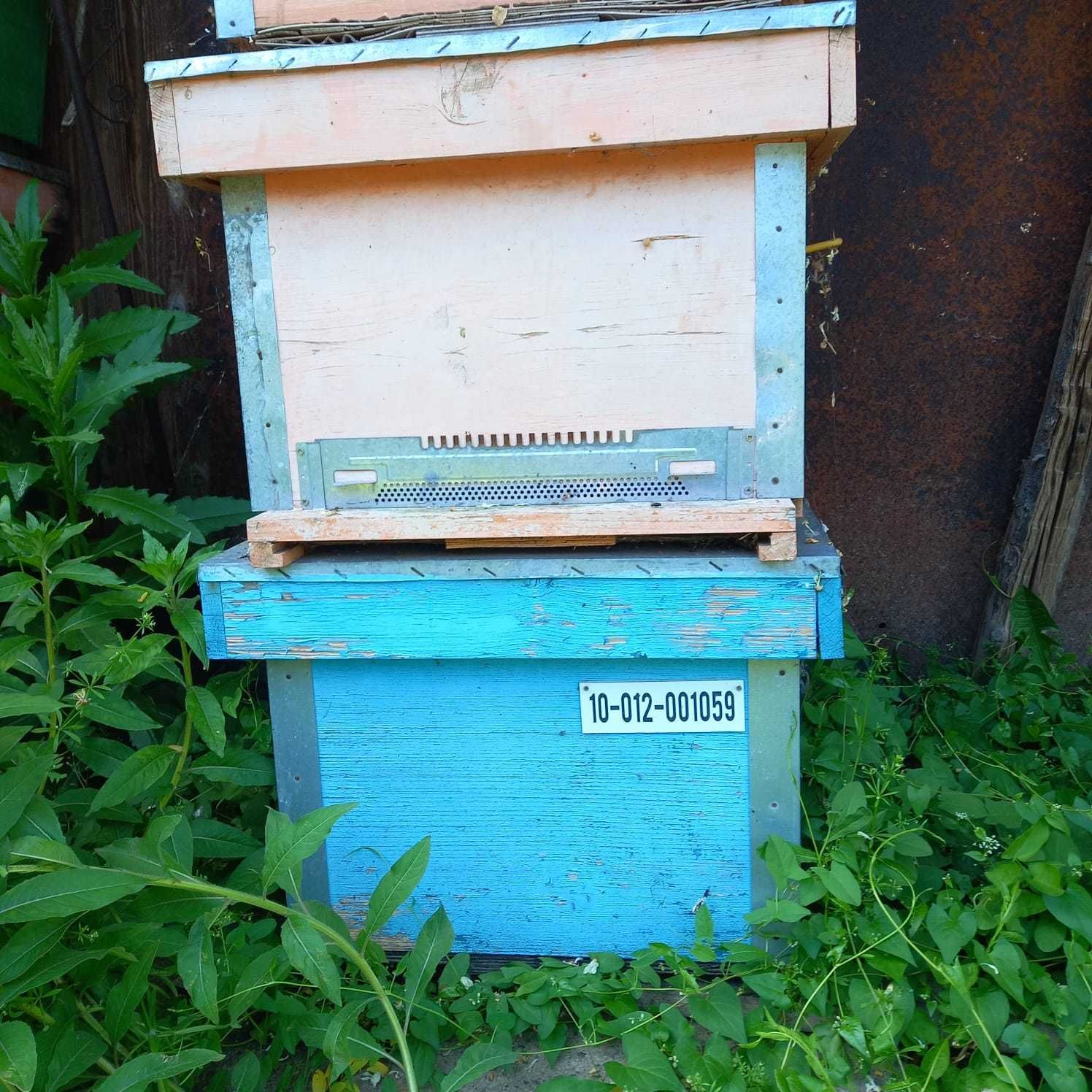 Produse apicole ,cutii familii albine