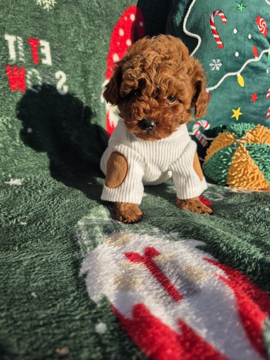 Запазено! Пудел той/Toy poodle/Момчета 100% той