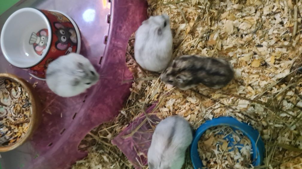 Vând pui hamster pitic