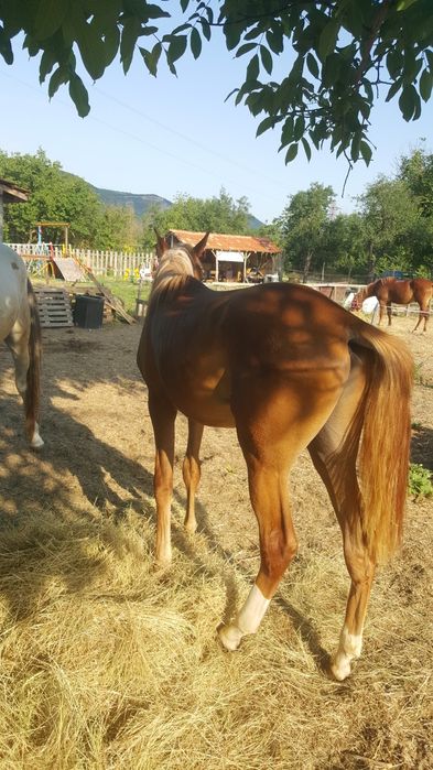 Чистокръвно арабско жребче шоу клас