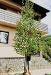 Mesteacăn (Betula pendula) – arbore cu coajă albă