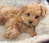 Maltipoo Fetiță A