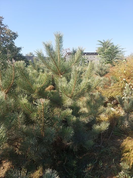 Крымская сосна — оптом с собственного поля!