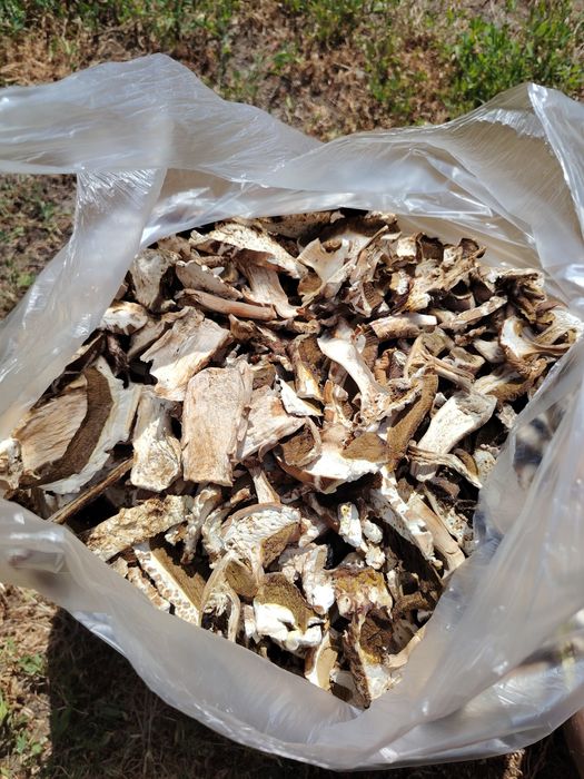 Vând hribi uscați.