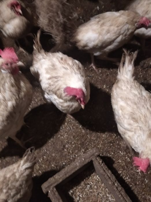 Продам Кур Несушек