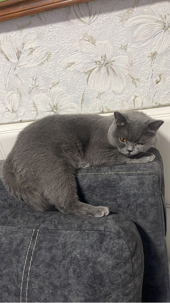Ищем кошечке кота( за котенка)