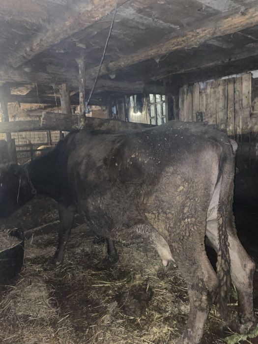 De vanzare vaca gestantă in 4 luni jumate