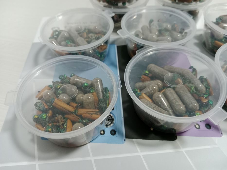 Алтын  коныз  Майски  Жук Золотой жук