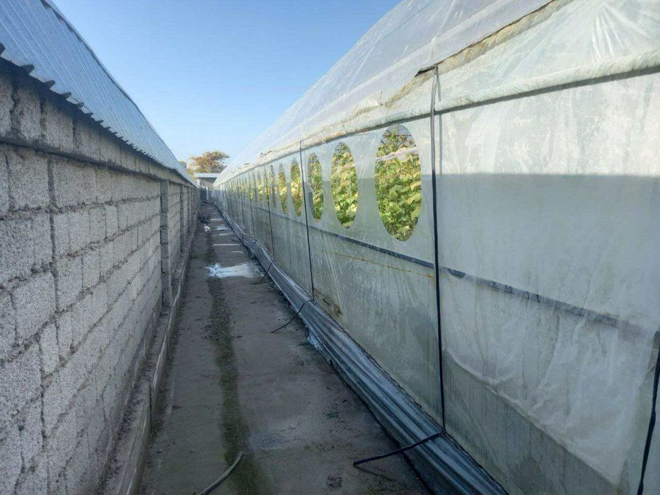 Арендага парник бор