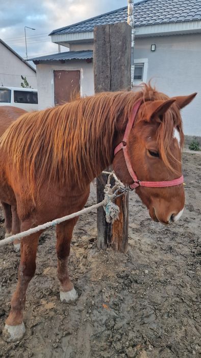 АЙҒЫР 5-жасар Сатылады