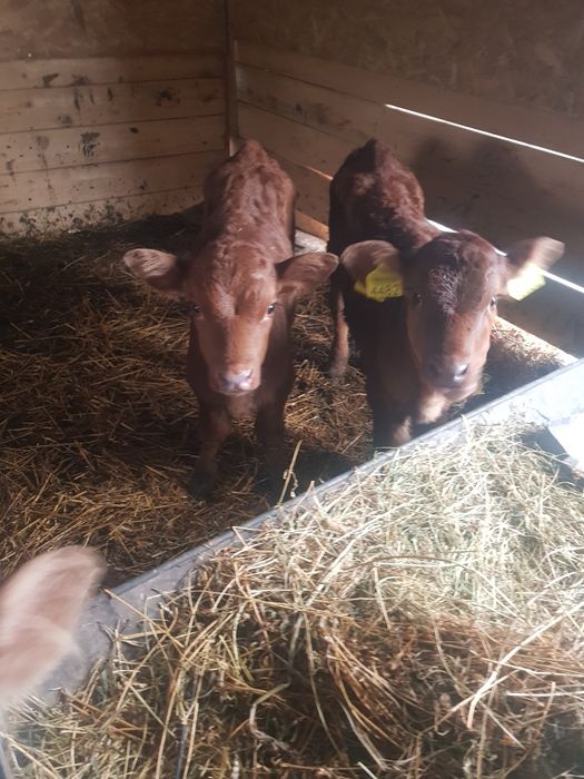 Viței de 4 5 săptămâni