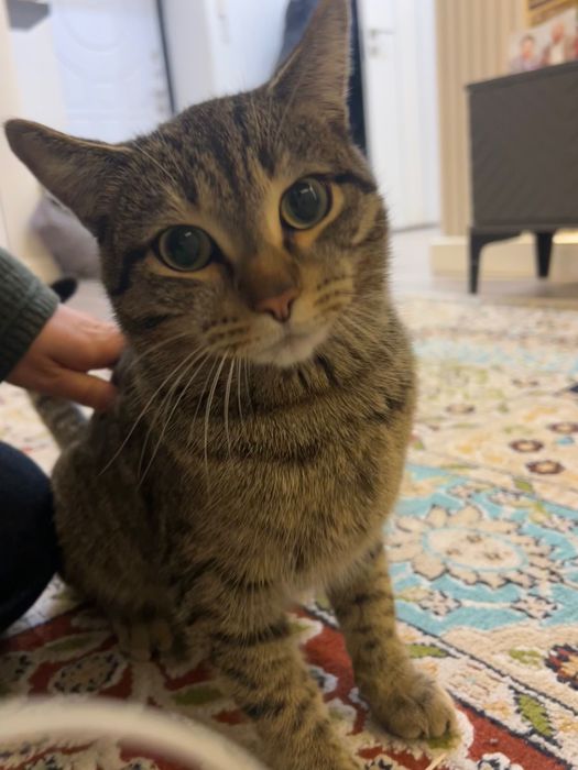 Кот ищет новый дом