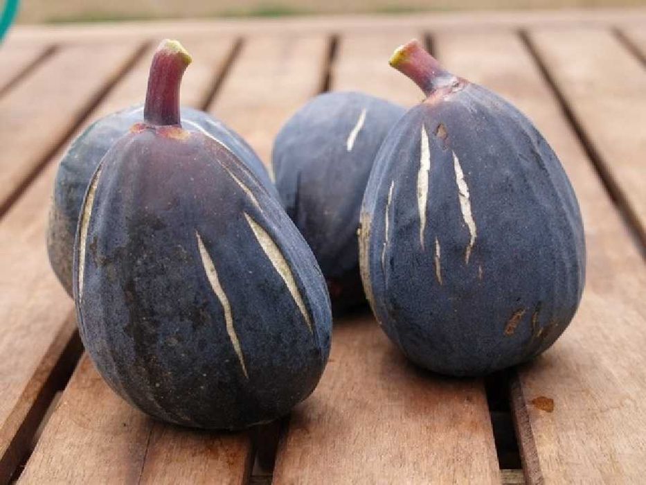 Smochin Napolitana / Ficus carica Napolitana în Ghiveci