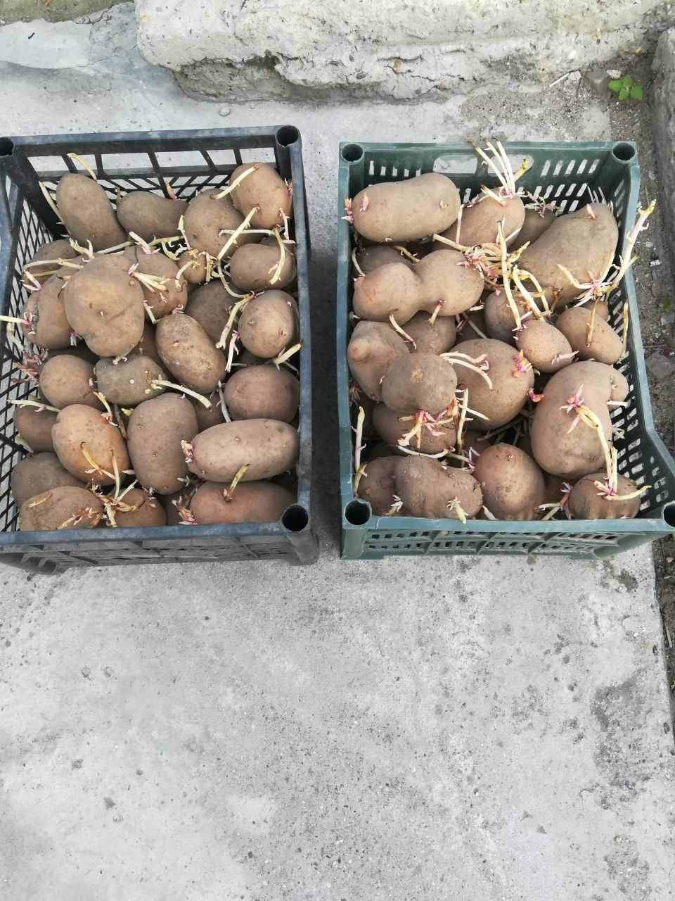 Картофель домашний, высокоурожайный