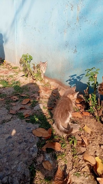 Бесплатно! Ласковые котята ищут семью