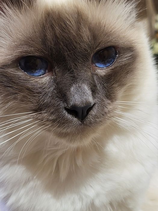 БИРМАНСКА СВЕЩЕНА КОТКА-единствена в България