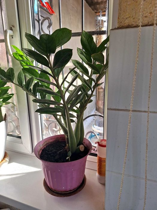 Цветы драцена, фикус, женский счастье продаю