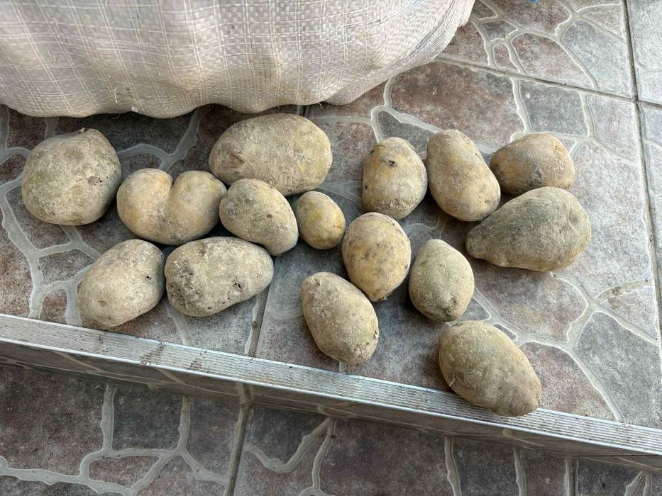 Cartofi animale si consum