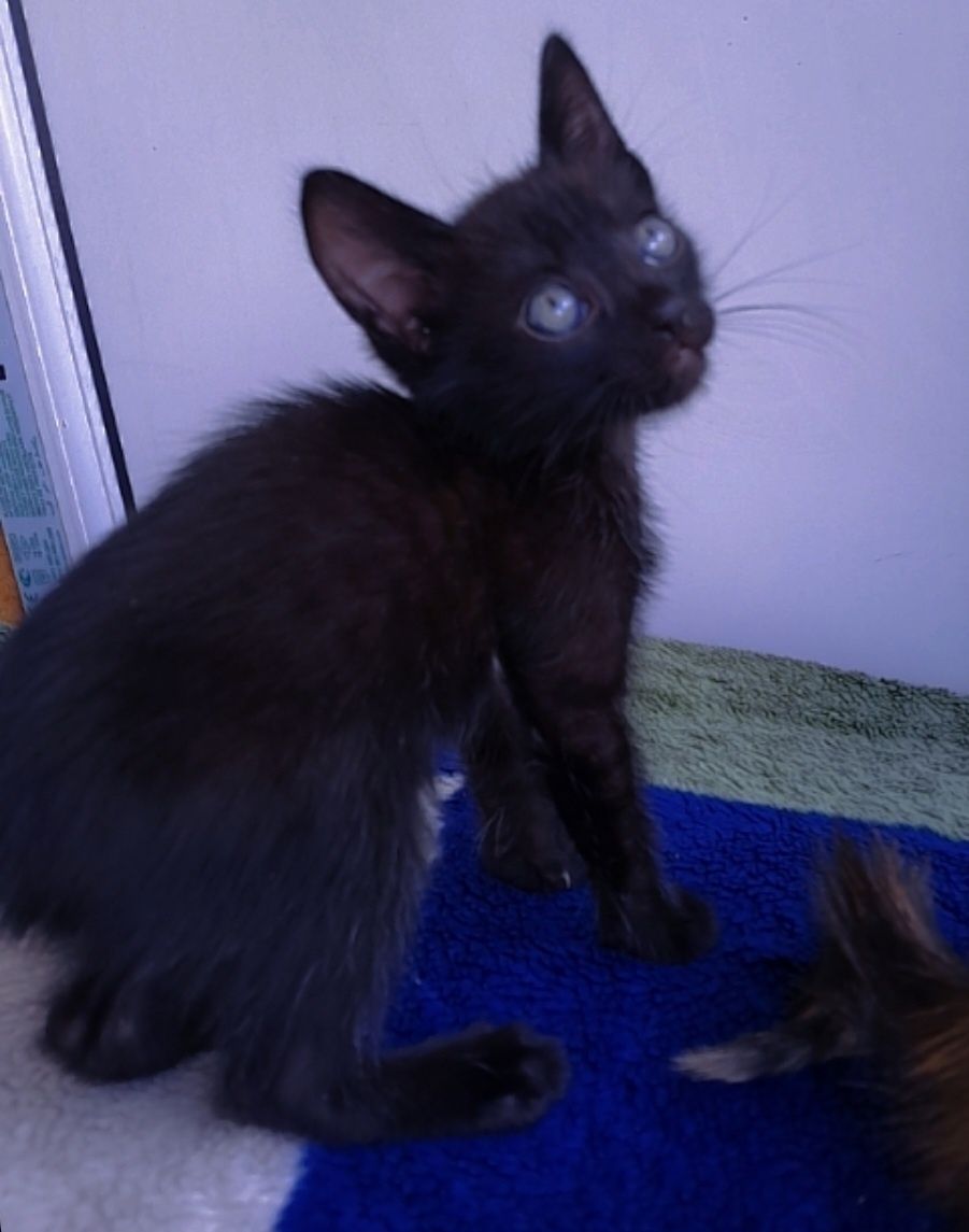 Котята в добрые руки,