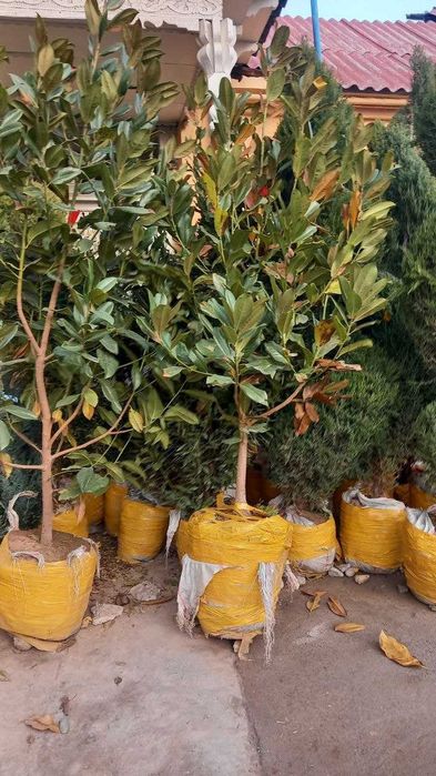 manzarali ko'chatlar