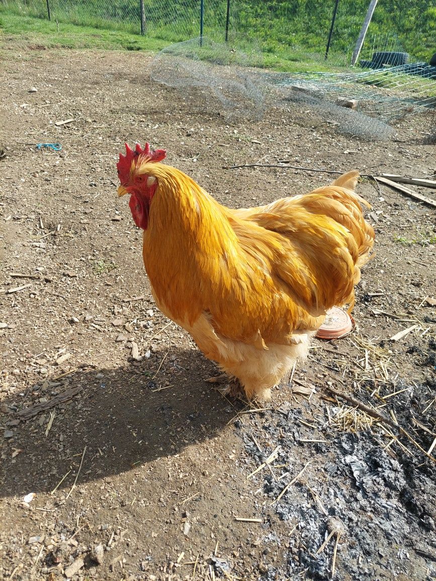 Vind Cocos Cochinchina