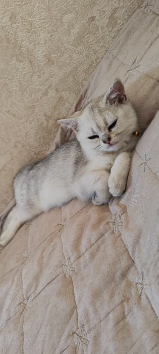 Serebristaya Shinshilla NS11