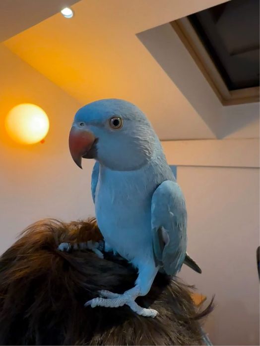 Papagal micul Alexander turcoaz