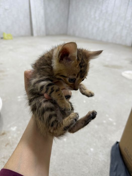 Bengal Ona mushuk va bolalari oʻgʻil qiz bor, bolalari 1,5 oylik