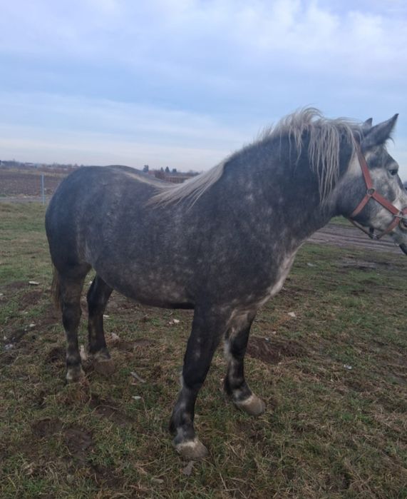 Vând Mânză de 2 Ani