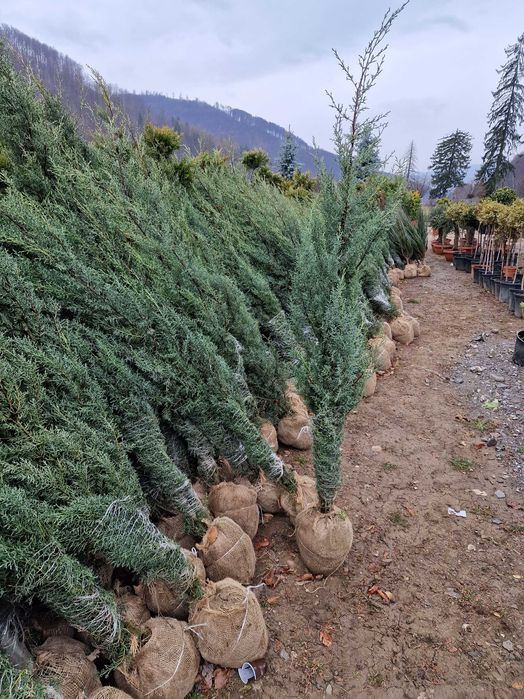 Cupressocyparis leilandy