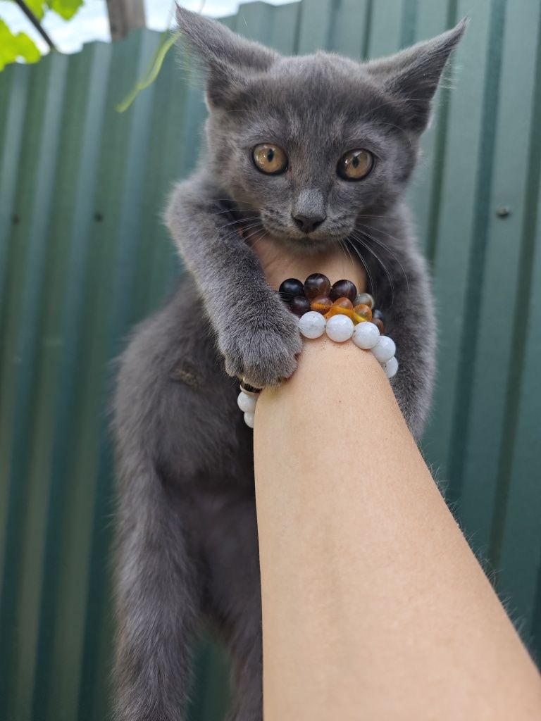 Отдам котят  в добрые руки