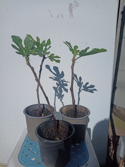 Puiet smochin aclimatizat