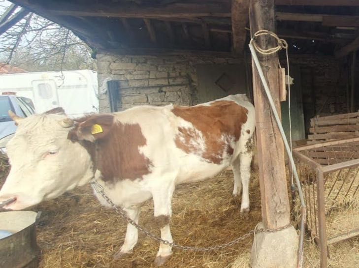 Продавам крава лимузин