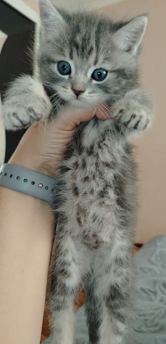 Котята мальчик и девочка