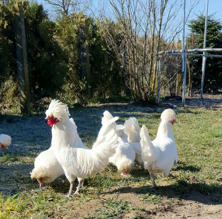 Vând cocoși moțată olandeză