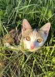 Котенок в добрые руки
