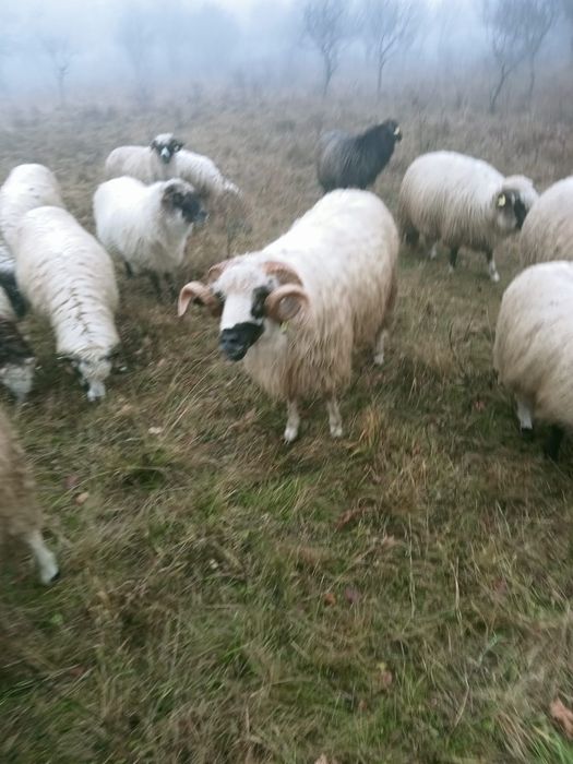 Vând berbec breaz tânăr