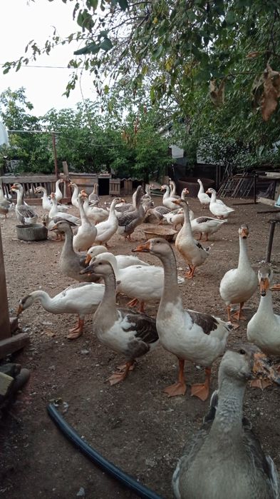 Продам гусей ,есть прошлогодние и нынешние