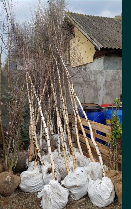 Foioase copaci ornamentali