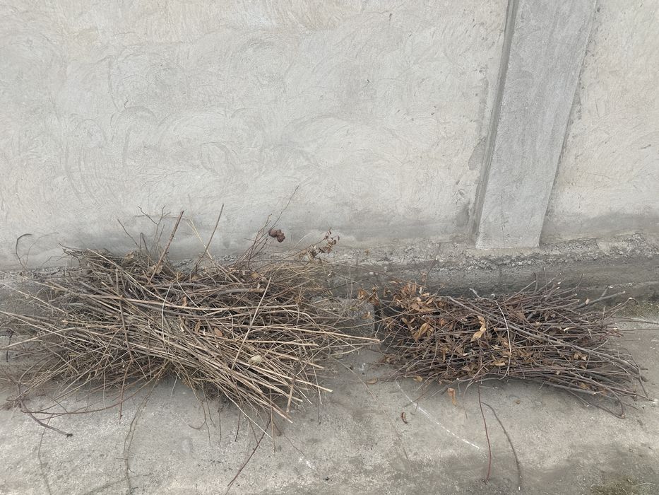 Oʻtin sotamiz bogʻi 50.000 dan 20-30 bogʻ bor hali