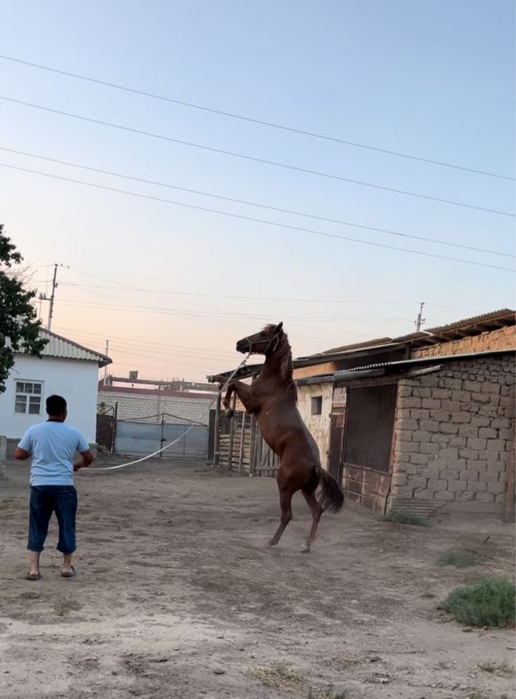 Көкпардың аты
