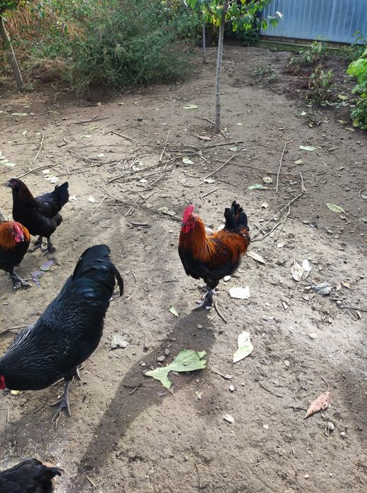 Vând cocoși Australorp și Marans