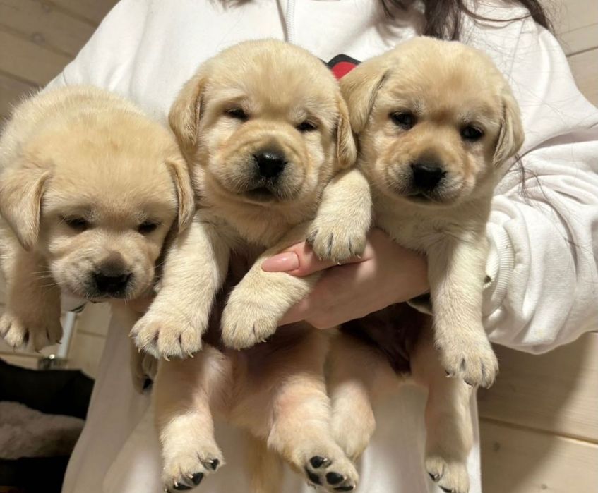 Хорошенькие Щенята