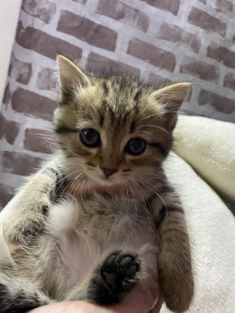 Котята ищут дом