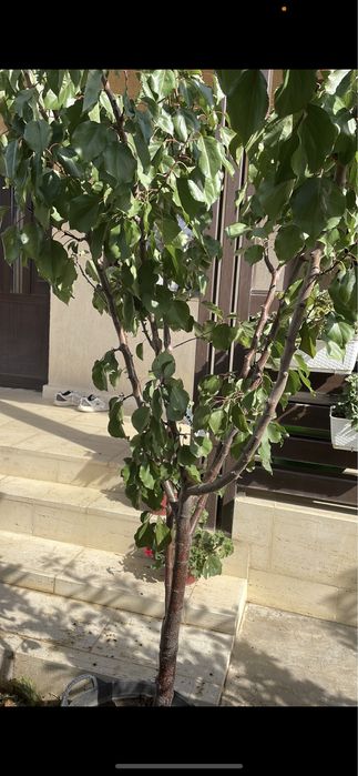 Pomi fructiferi mari !!