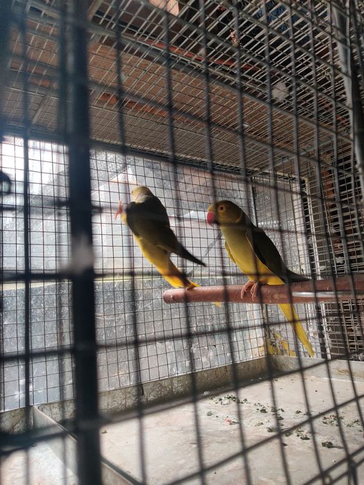 Papagal Micul Alexandru