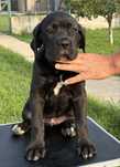 Pui Cane Corso cu pedigree